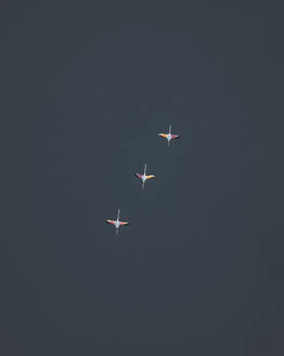 Aerial view of a three flamingos in Sicily, Italy. - AAEF28667