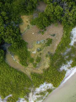 Aerial view of mangrove, Telchac, Yucatan, Mexico. - AAEF28707