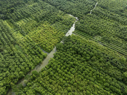 Luftaufnahme eines schwimmenden Guavengartens mit schöner grüner Landschaft in Pirojpur, Barisal, Bangladesch. - AAEF28877