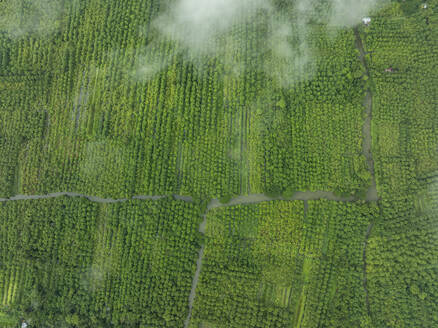 Luftaufnahme eines schwimmenden Guavengartens mit schöner grüner Landschaft in Pirojpur, Barisal, Bangladesch. - AAEF28879