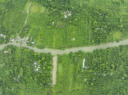 Luftaufnahme eines schwimmenden Guavengartens mit schöner grüner Landschaft in Pirojpur, Barisal, Bangladesch. - AAEF28890