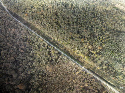 Luftaufnahme einer Straße in den Wald in der Nähe von Kembs im Haut-Rhin, im Grand East, Elsass, Frankreich. - AAEF28899