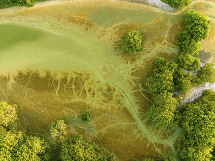 Aerial view of lush green mangrove coast, Progreso, Yucatan, Mexico. - AAEF28965