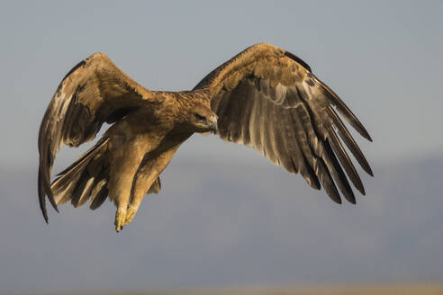 juvenile Spanish imperial eagle (Aquila adalberti), Extremadura, Castile, La Mancha, Spain - ZCF01173
