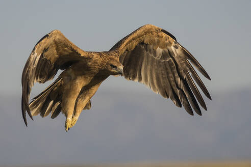 Kaiseradler (Aquila adalberti) im Flug - ZCF01173