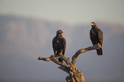 Spanish imperial eagle (Aquila adalberti), Extremadura, Castile, La Mancha, Spain - ZCF01174