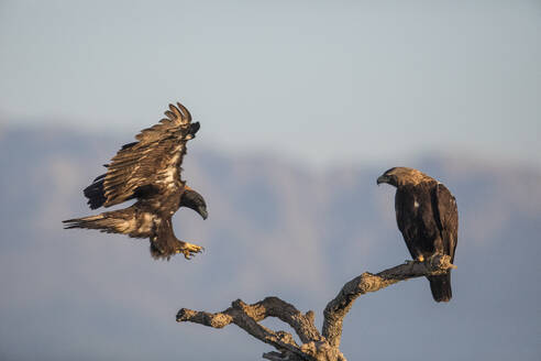 Kaiseradler (Aquila adalberti) landet auf einem Ast - ZCF01175