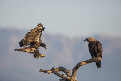 Spanish imperial eagle (Aquila adalberti), Extremadura, Castile, La Mancha, Spain - ZCF01175