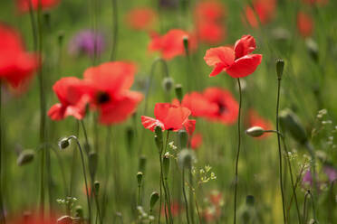 Close-up of blooming and budding poppies - JTF02409