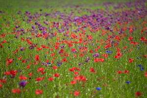Poppies blooming in springtime meadow - JTF02410