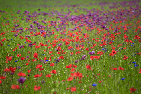 Poppies blooming in springtime meadow - JTF02410