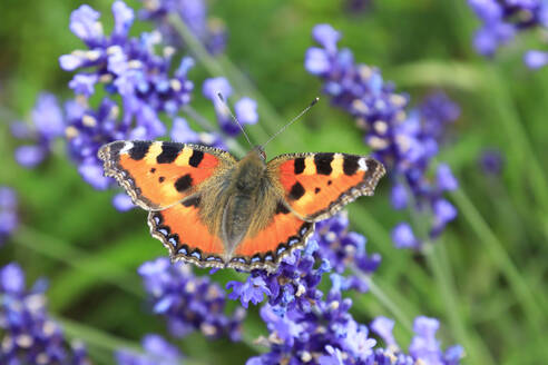 Small tortoiseshell (Aglais urticae) perching on wildflower - JTF02411