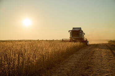 Combine harvester harvesting soybean crops in field at sunset - NOF00969