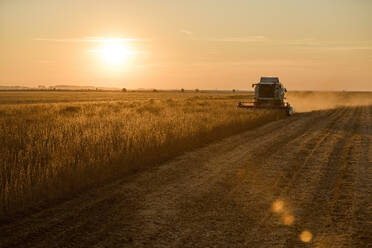 Traktor bei der Ernte von Sojabohnen auf einem Feld bei Sonnenuntergang - NOF00971