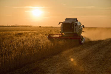 Combine harvester harvesting soybean crops in farm at sunset - NOF00972