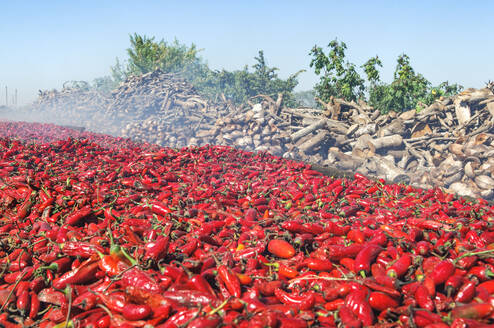 Mexiko Provinz Sinaloa Teceapán rote Chilis sortieren in verschiedene Qualitaeten Food Ernaehrung Landwirtschaft Chilitröstung auf offenem Feuer mit Holz und getrockneten Kokosnuessen Straße von Escuinapa nach Teceapán nahe dem Dorf Cristo Rey - EGBF01065