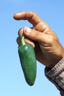 Mexiko Provinz Sinaloa Teceapán Chiliernte Chilifelder Chilipflanze Arbeiter haelt gruene Jalapeños Chilis Food Ernaehrung Landwirtschaft scharf - EGBF01070