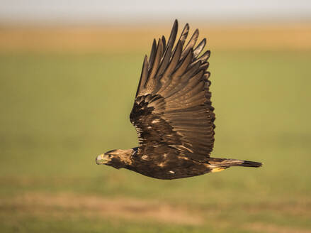 Spanischer Kaiseradler (Aquila adalberti) im Flug - ZCF01177