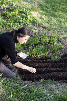 Man sowing parsnip seeds in garden at sunny day - NDF01614