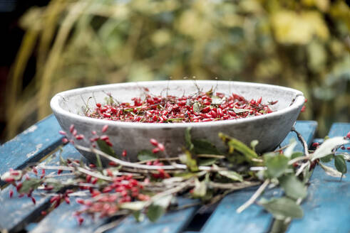 autumn fruit berberries - HHF05947