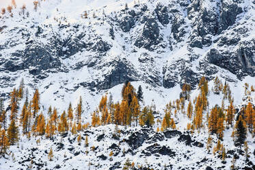 Austria, Salzburger Land, Autumn trees on snowcapped ridge - HHF05957