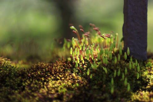Moss and lichen on forest floor - JTF02414