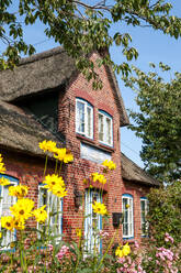 Deutschland, Schleswig-Holstein, Amrum, Blühende Blumen vor rustikalem Haus mit Reetdach - EGBF01080