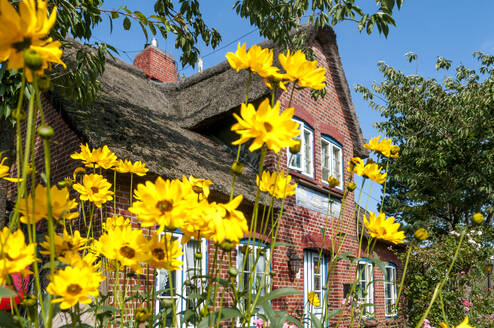 Germany, Schleswig-Holstein, Amrum, Flowers blooming in front of rustic house with thatched roof - EGBF01081