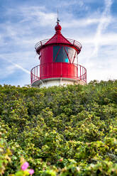 Germany, Schleswig-Holstein, Amrum, Green lush flora in front of Amrum Lighthouse - EGBF01106