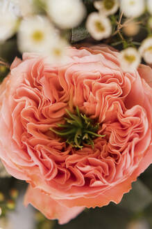 Petals of coral colored Mandarin X-Pression rose - ONAF00783