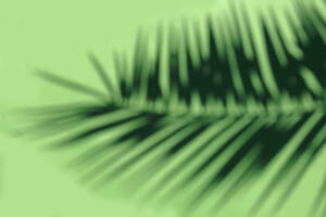 Close-up of green defocused palm tree leaf - RDTF00120