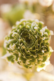 Petals of green flowering ranunculus - ONAF00790