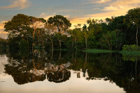 Trees reflecting in the water at sunrise, Amazonas state, Brazil, South America - RHPLF33699