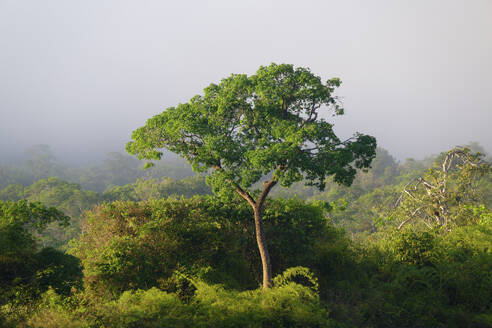 Morning fog on the Amana River, an Amazon tributary, Amazonas state, Brazil, South America - RHPLF33703