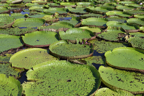 Schwimmende Blätter der Riesenseerose (Victoria amazonica), Staat Amazonas, Brasilien, Südamerika - RHPLF33705