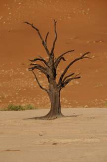 Totes Vlei, Sossusvlei, Namib-Wüste, Namibia, Afrika - RHPLF33801