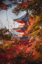 Der buddhistische Kiyomizu-dera-Tempel und die dreistöckige Sanjunoto-Pagode in den Herbstfarben, Kyoto, UNESCO-Weltkulturerbe, Honshu, Japan, Asien - RHPLF34075