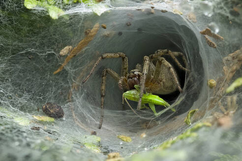 Spinne, die in ihrem verschlungenen Netztunnel zwischen Blättern und Geröll auf Beute wartet - ADSF54912