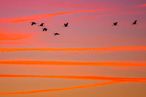 Silhouetten von fliegenden Kranichen vor einem dramatischen Sonnenuntergang mit orange- und rosastichigem Himmel. - ADSF55001