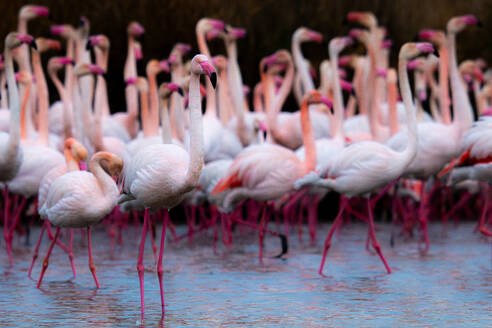 Ein Schwarm Gewöhnlicher Flamingos watet durch das Wasser und stellt sein rosa-weißes Gefieder zur Schau. - ADSF55008