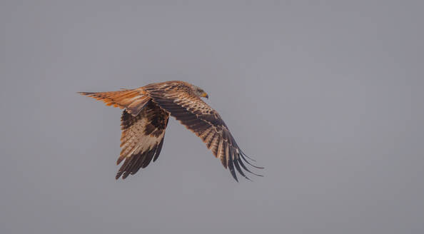 A Red Kite spreads its impressive wings, soaring gracefully through a soft, hazy sky above the fields of Lleida - ADSF55041