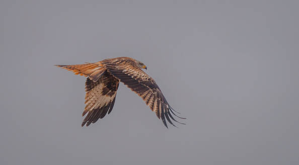 Ein Rotmilan breitet seine beeindruckenden Flügel aus und schwebt anmutig durch den weichen, dunstigen Himmel über den Feldern von Lleida - ADSF55041