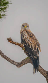A majestic Red Kite surveys its surroundings from a gnarled pine branch in the serene fields of Lleida - ADSF55044