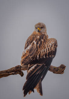 A Red Kite sits majestically on a bare limb, looking over the quiet fields of Lleida with a piercing gaze - ADSF55045