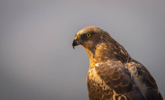 A close-up of a majestic Common Buzzard, with a penetrating gaze, perched against a soft sky backdrop in Lleida - ADSF55046