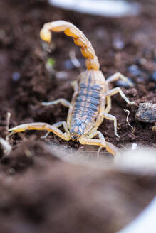 Ein Skorpion in Verteidigungshaltung mit erhobenem Schwanz, bereit zum Angriff, vor einem Hintergrund aus reicher Erde - ADSF55054
