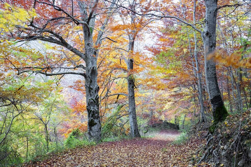 Ein malerischer Weg schlängelt sich durch das farbenfrohe Laub des Urbasa Forest und spiegelt die ruhige Schönheit der Urederra River Region wider - ADSF55083