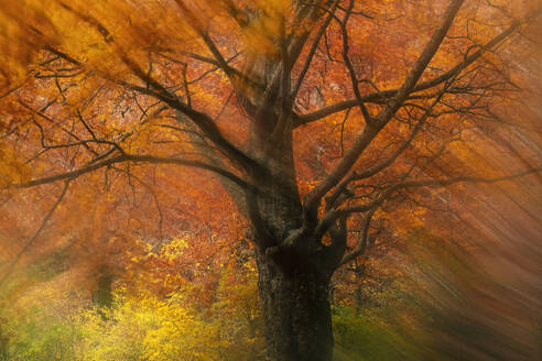 Ein faszinierender Baum mit feurigen Herbstblättern erzeugt einen Strudel aus Farben im Urbasa Forest, der durch eine weiche, dynamische Unschärfe verstärkt wird - ADSF55085