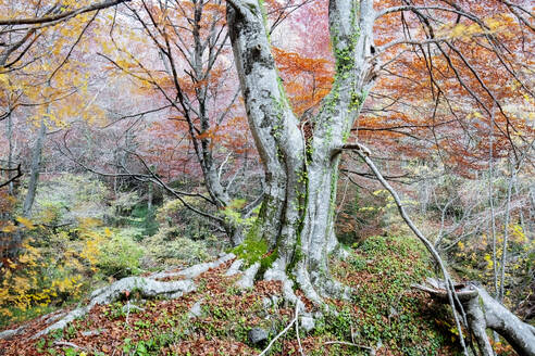 Ein beeindruckender Blick auf den Urbasa-Wald, dessen Boden mit einer Decke aus gefallenen Blättern bedeckt ist, und auf die Bäume, die stolz ihre herbstliche Farbe zur Schau stellen - ADSF55086