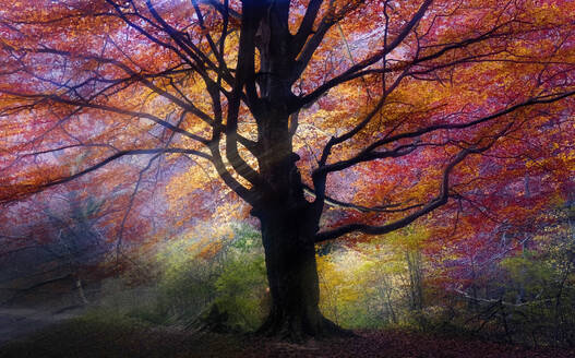 Majestätischer Herbstbaum mit leuchtenden Herbstfarben im Urederra-Buchenwald, Urbasa-Gebirge, Navarra, Spanien - ADSF55095